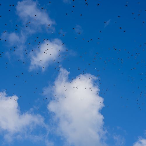 Etourneaux (Starlings)