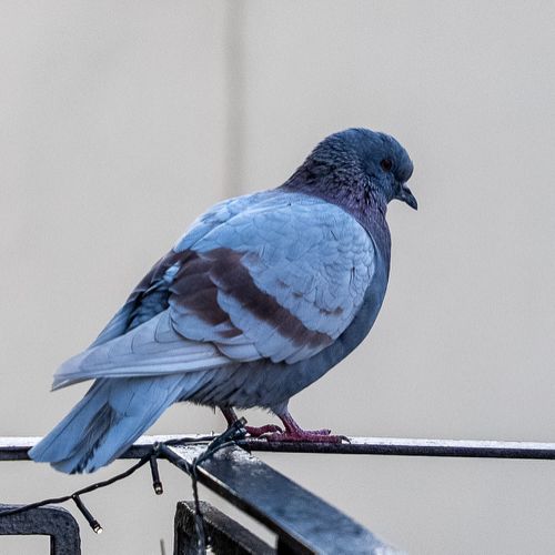 Pigeon