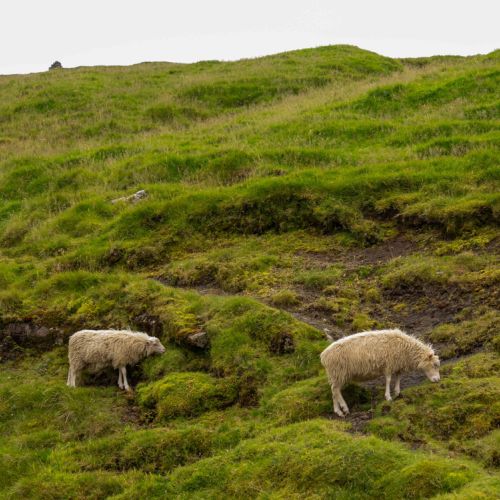 Moutons des Feroe