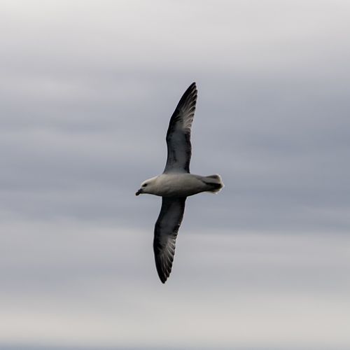 Mouette