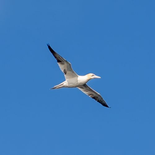 Fou (Gannet)