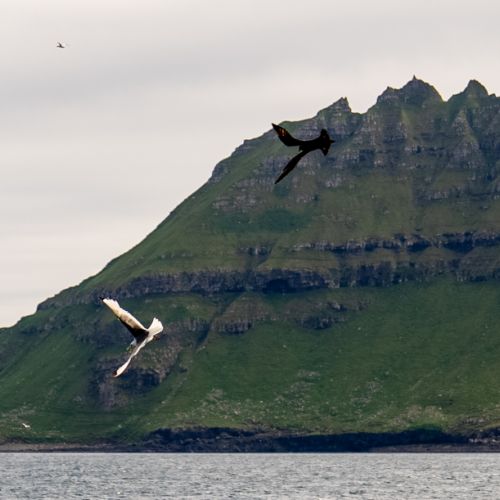 Mouette et labbe (skua)