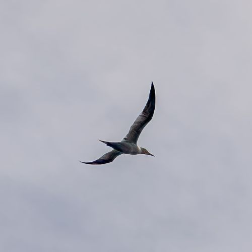 Fou (Gannet)