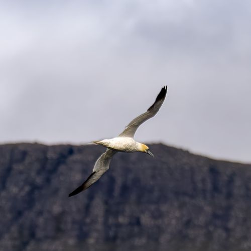 Fou (Gannet)