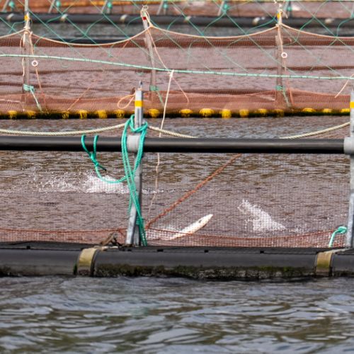Elevages de saumons