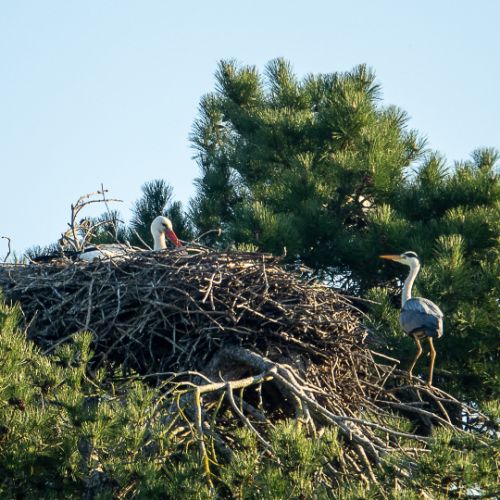 Cigogne blanche et héron cendré