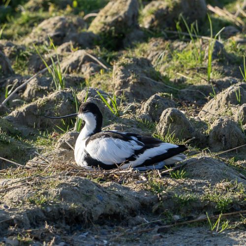 Avocette élégante
