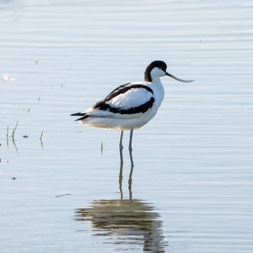 Avocette élégante