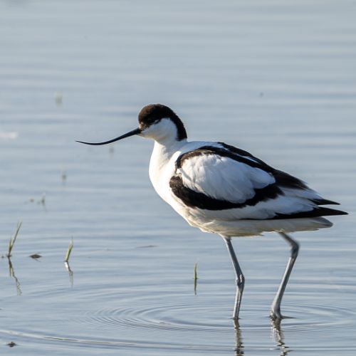 Avocette élégante