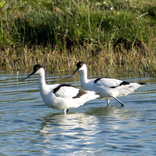 Avocette élégante