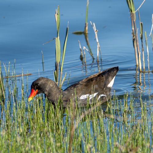 Gallinule poule d'eau