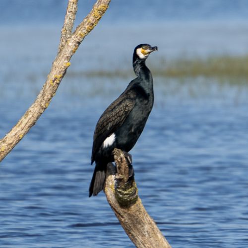 Cormoran