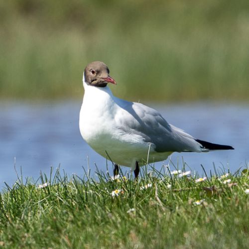 Mouette