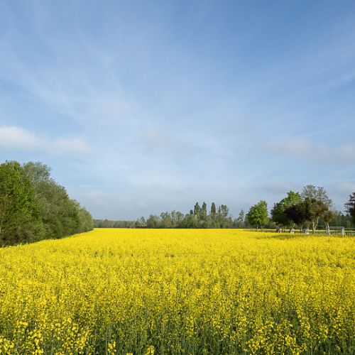 Champ de colza