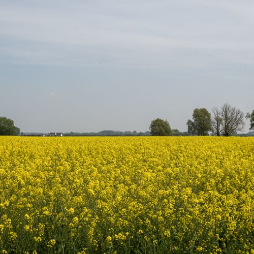 Champ de colza