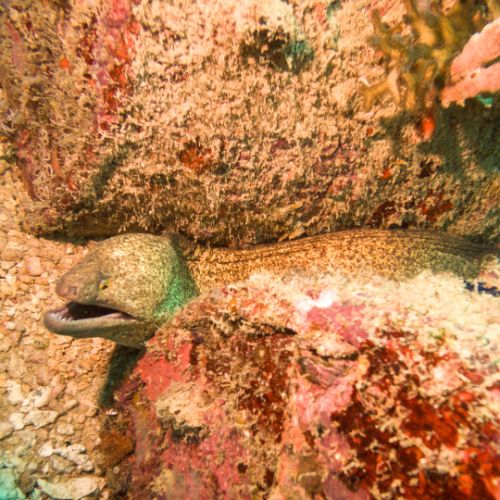Moray eel