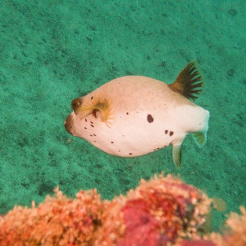 Pufferfish