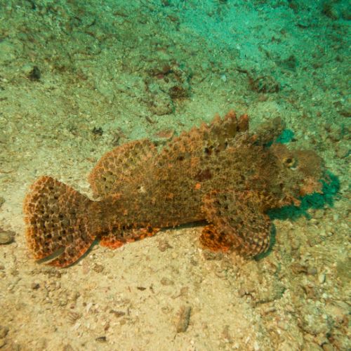 Scorpionfish