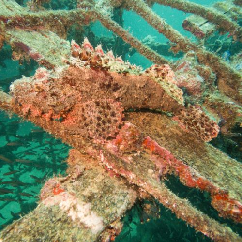 Scorpionfish