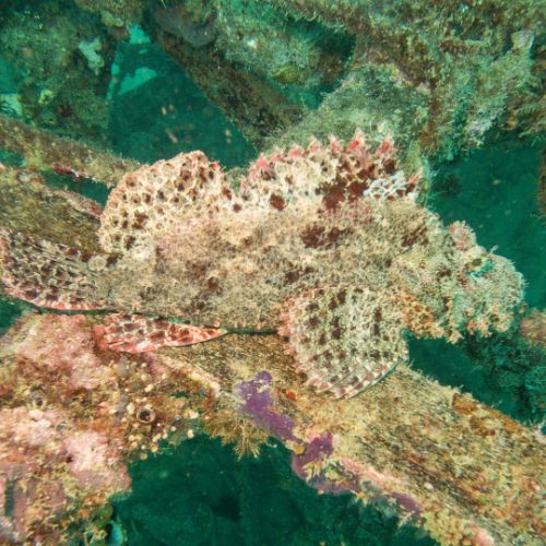 Scorpionfish