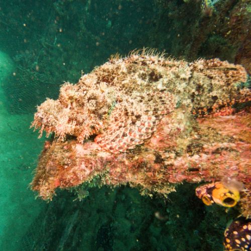 Scorpionfish