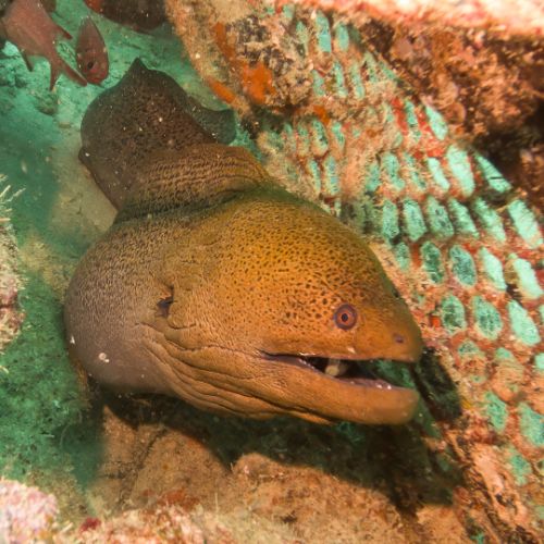 Moray eel