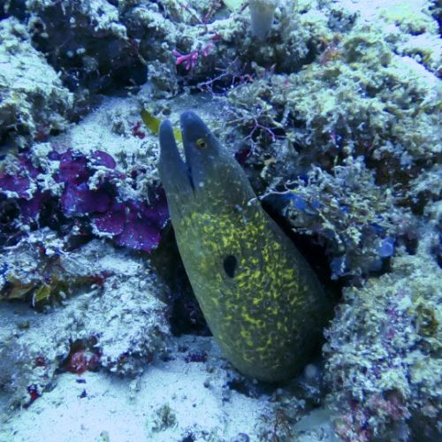 Moray eel
