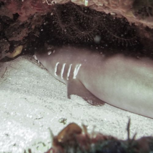 Coral shark