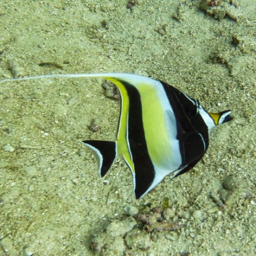 Moorish Idol