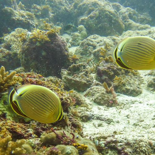 Butterflyfish