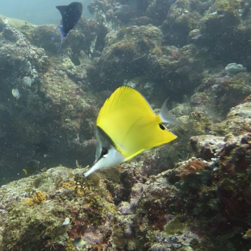 Long-nose butterflyfish