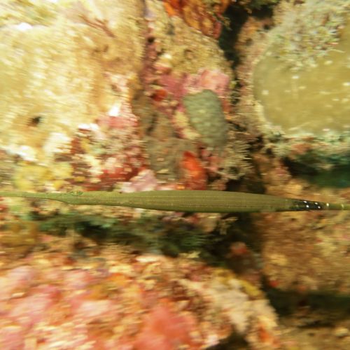 Pipefish