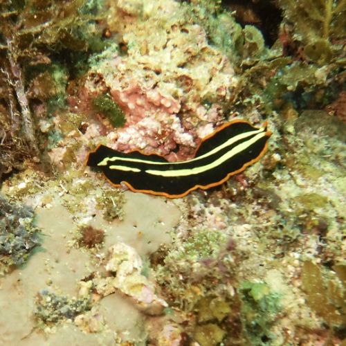 Nudibranche
