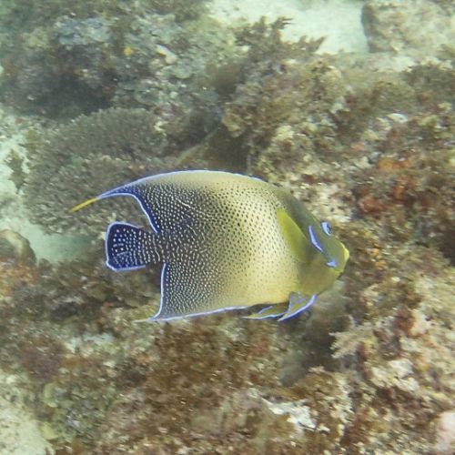 Semicircle angelfish