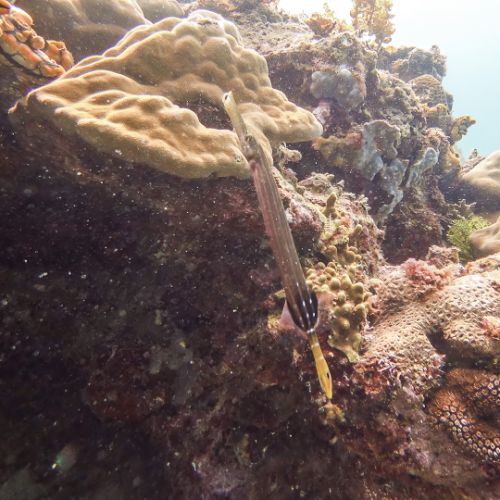 Pipefish