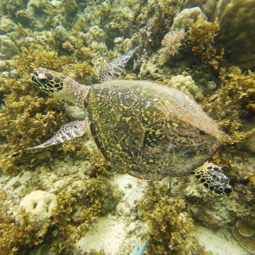 Green turtle