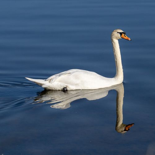 Cygne