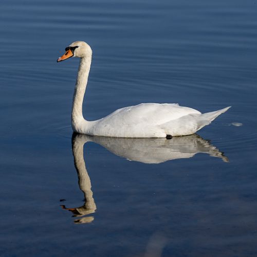 Cygne