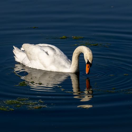 Cygne