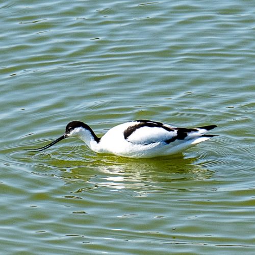 Avocette élégante