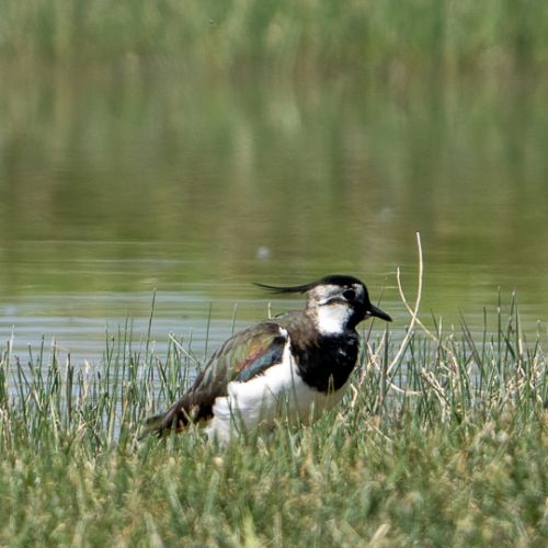 Vanneau huppé