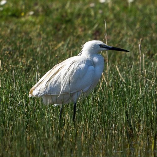 Aigrette garzette