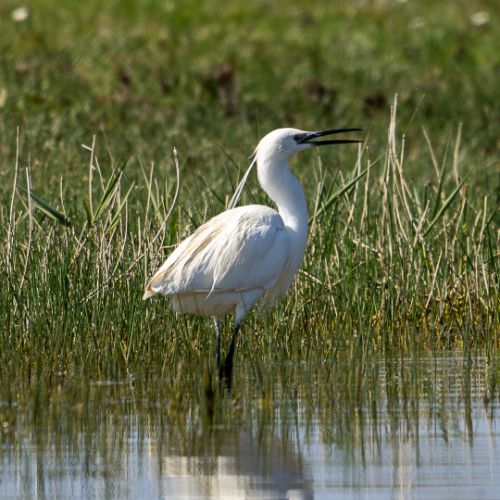 Aigrette garzette