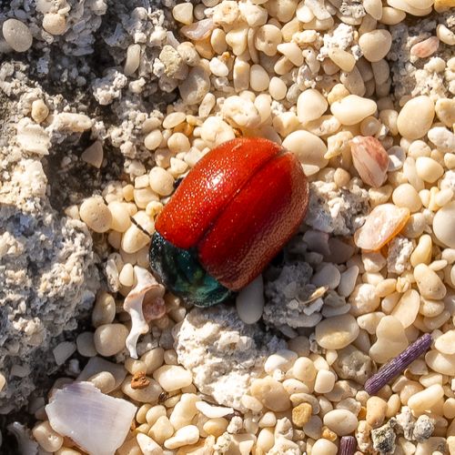 Monopoli - Cala Paradiso bug