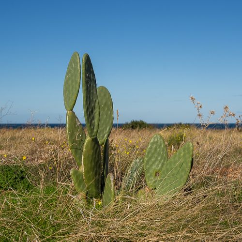 Monopoli - Cala Paradiso - Cactus