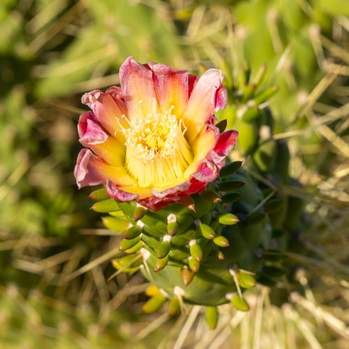 Monopoli - Cala Paradiso - Fleur de cactus