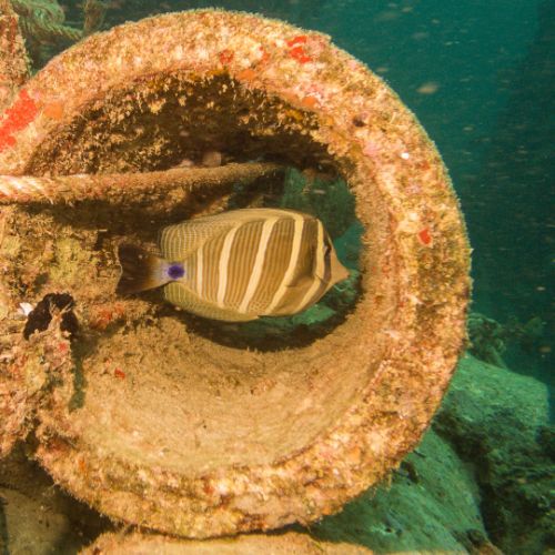 Pacific sailfin tang