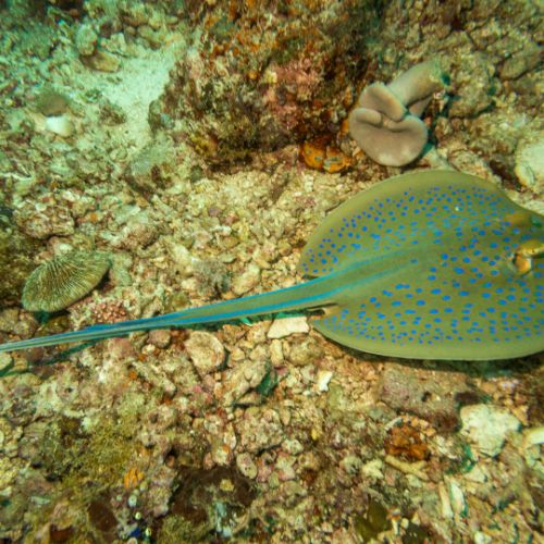 Ribbontail stingray