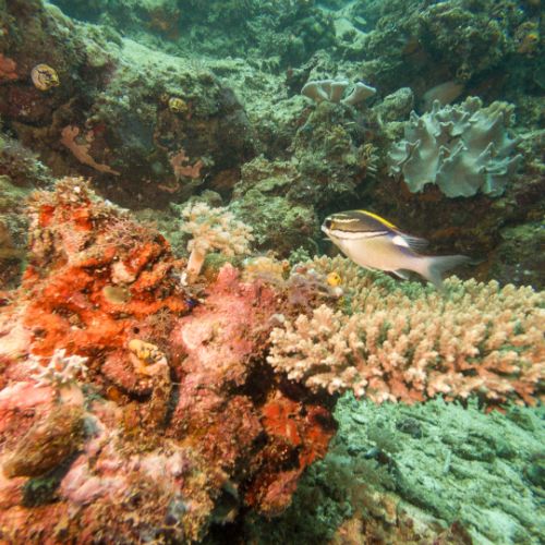 Two-lined monocle bream