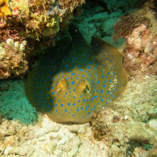 Ribbontail stingray